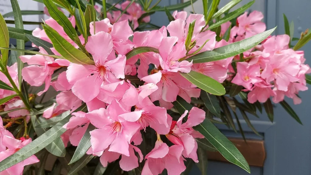 Hoa trúc đào màu hồng
