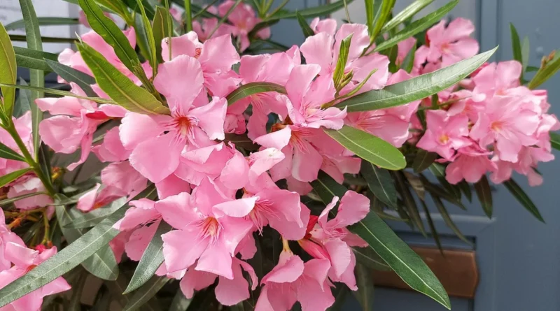 Hoa trúc đào màu hồng