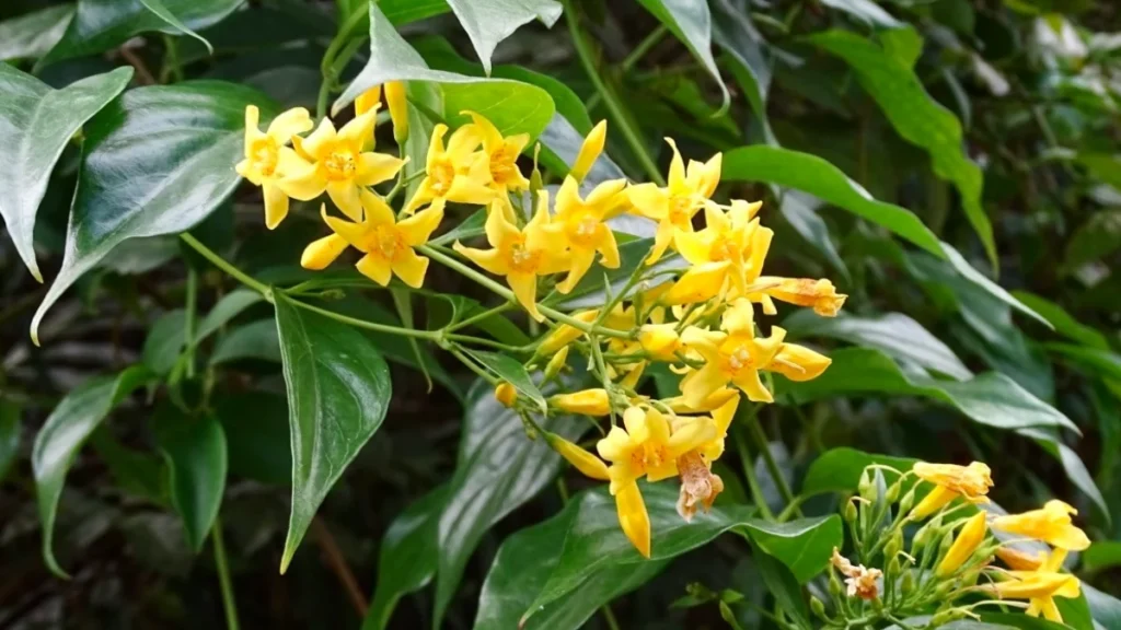 Cây lá ngón (Gelsemium elegans) với lá mọc đối và chùm hoa nhỏ màu vàng