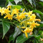 Cây lá ngón (Gelsemium elegans) với lá mọc đối và chùm hoa nhỏ màu vàng