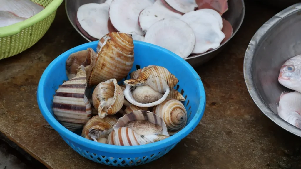Rổ ốc biển các loại trên tàu cá