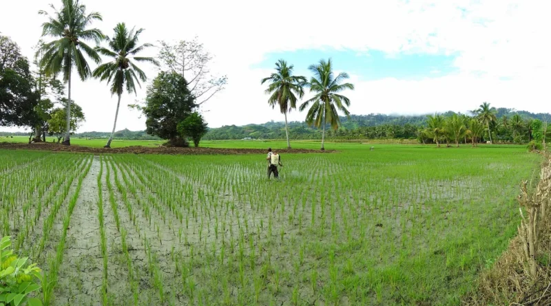 Nông dân phun thuốc trừ sâu trên ruộng lúa