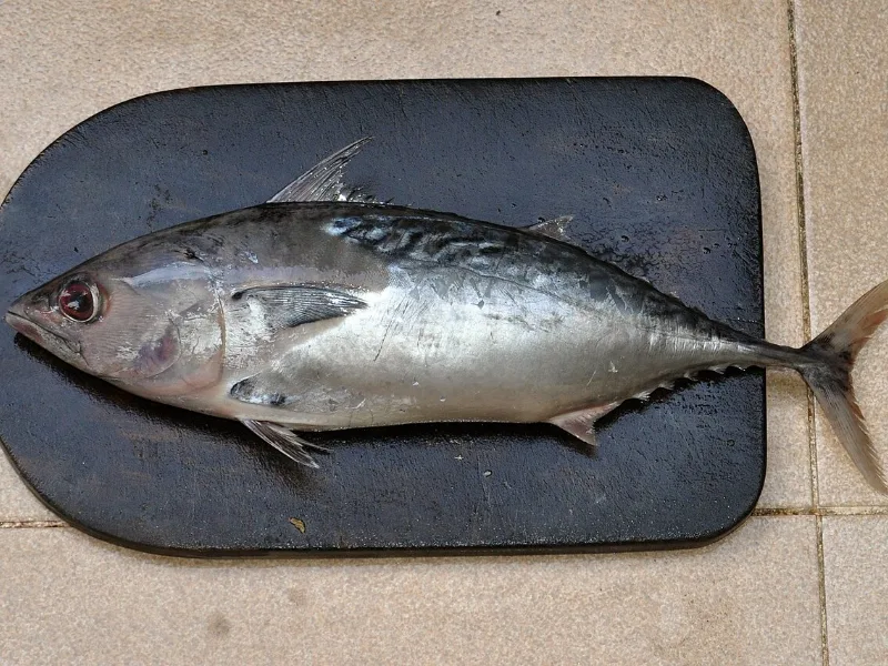Cá ngừ chù
