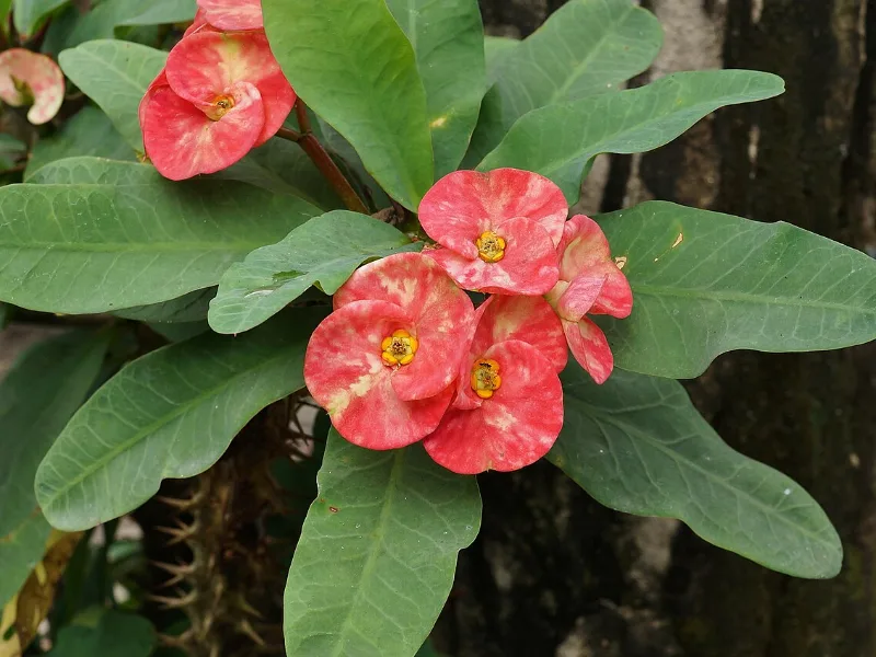 Xương rồng bát tiên hoa đỏ