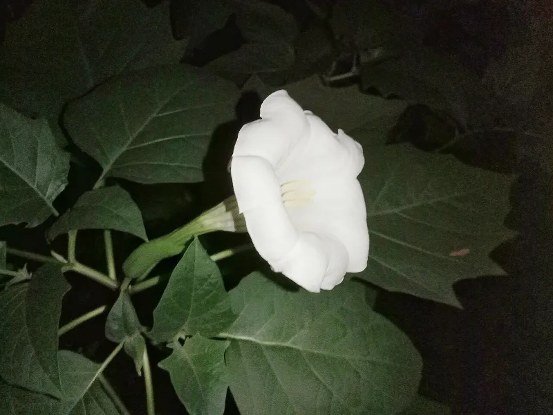 Hoa cà độc dược màu trắng