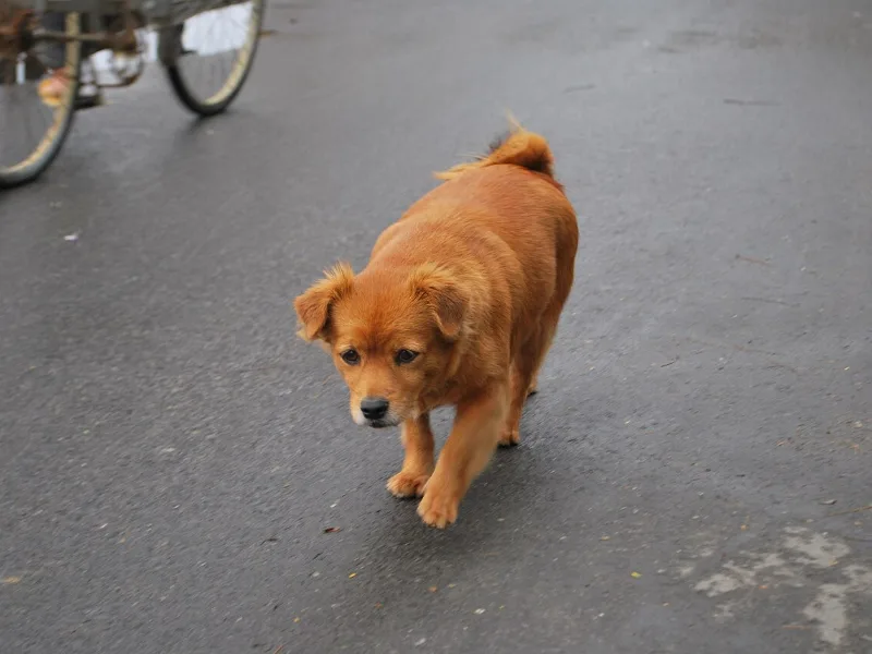 Chó thả rông trên đường