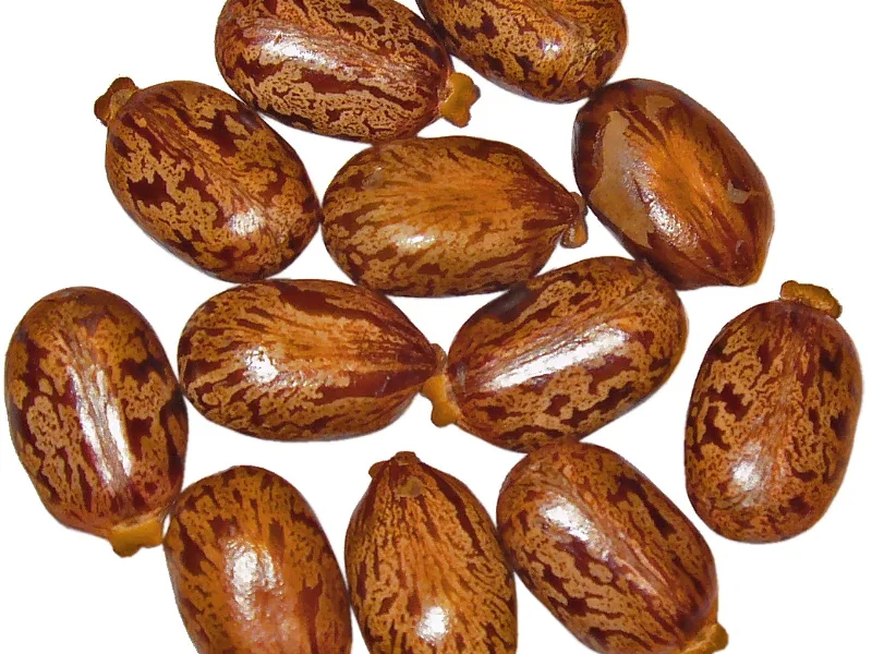 Hạt thầu dầu