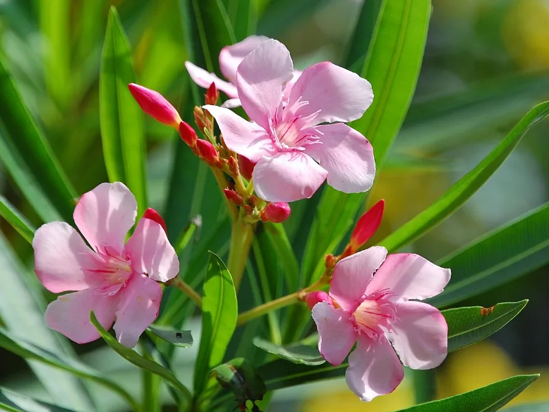 Cành hoa trúc đào hồng