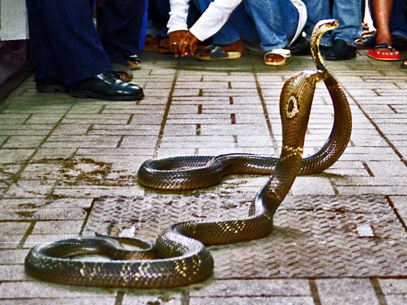 Rắn hổ mang bạnh cổ